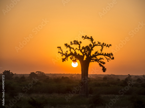 sunset with orange tones with a baobab in the foreground