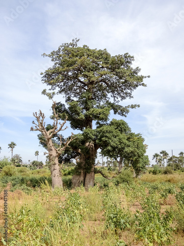 Giant baobabs from the Bandia nature reserve in Senegal