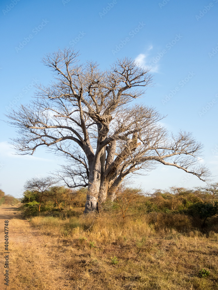 Giant baobabs from the Bandia nature reserve in Senegal