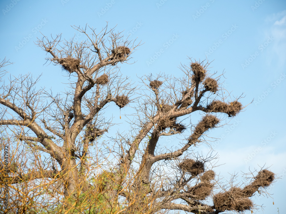 Obraz na plátně Giant baobabs from the Bandia nature reserve in Senegal