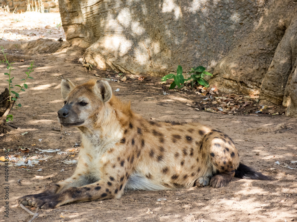 African hyena lying resting in the shade African hyena lying resting in the shade