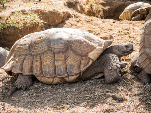 The African spurred tortoise is a species of cryptodira tortoise in the family Testudinidae