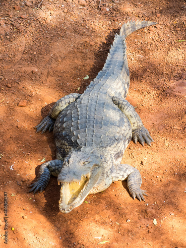 African crocodile on the shore of a lake