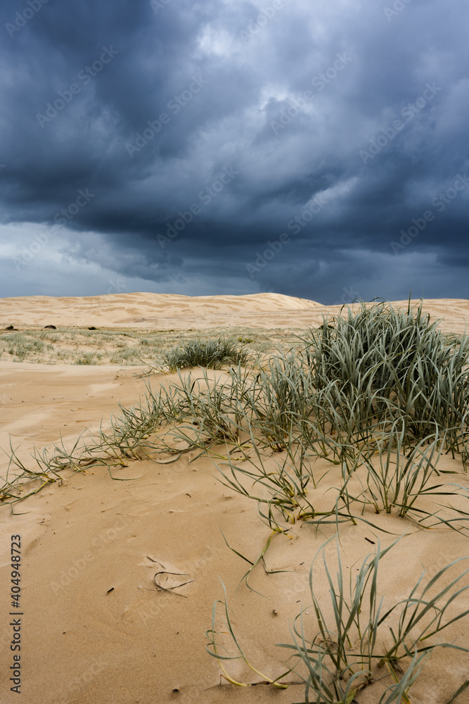 Large sand dunes with grass in the foreground and dark stormy sky in the background Large sand dunes with grass in the foreground and dark stormy sky in the background