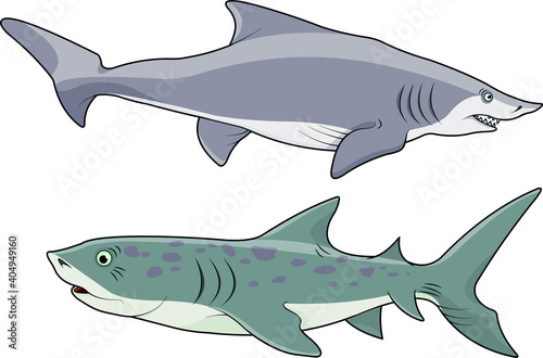 Blue Shark Catshark