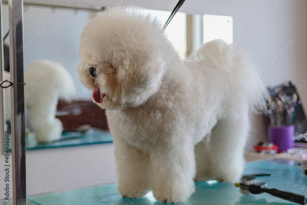 Dog after getting haircut at grooming salon and pet spa Dog after getting haircut at grooming salon and pet spa
