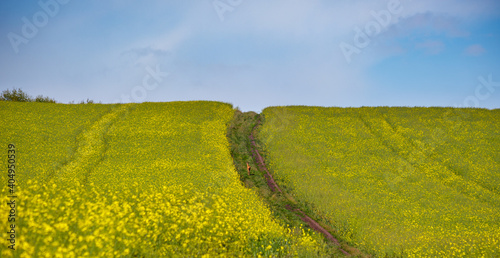 Small young deer on dirty road through spring rapeseed yellow blooming fields. Natural seasonal, good weather, climate, eco, farming, countryside and animal beauty concept.