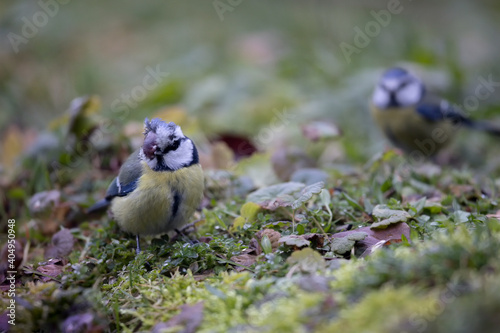 Mésange bleue Cyanistes caeruleus souffrant de Mycoplasmose photo