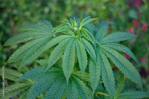 Fototapeta Naklejka Na Ścianę i Meble -  Growing cannabis in the garden
