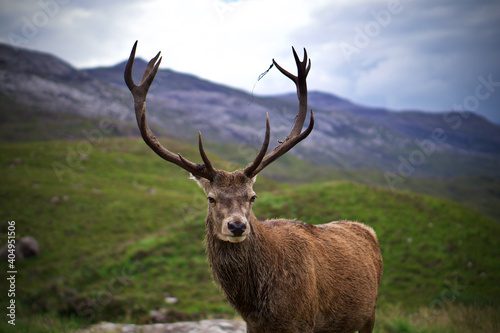 Portrait of Stag in Scottish Highlands  Scotland. 