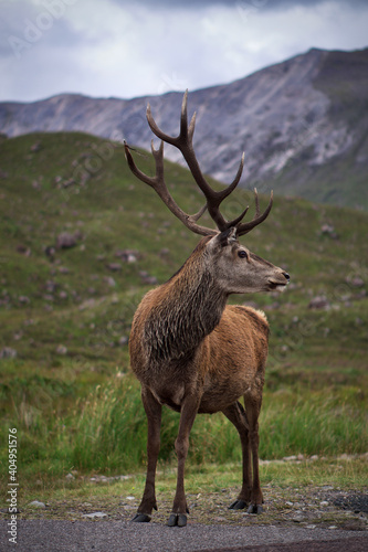 Portrait of Stag in Scottish Highlands, Scotland. 