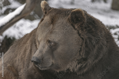 Close up portrait of a big brown bear. Portrait of a bear from profile. (Ursus arctos) 