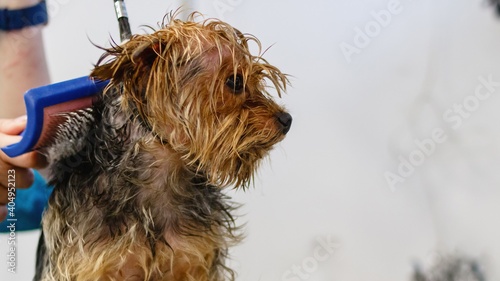 Dog getting washed at grooming salon and pet spa