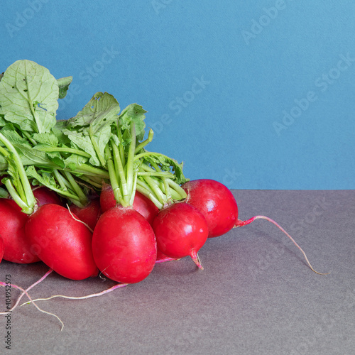 A bunch of ripe radishes with fresh green leaves. Farm harvest of summer vegetables. blue gray background