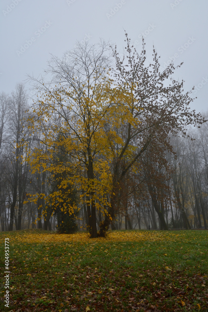 Autumn fog in the city park.Yellow leaves on trees and ground with fall leaves on green grass