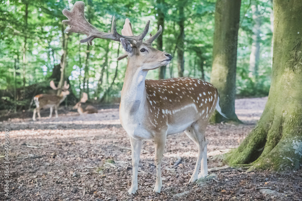 beautiful horned deers in the forest in natural habitat beautiful horned deers in the forest in natural habitat