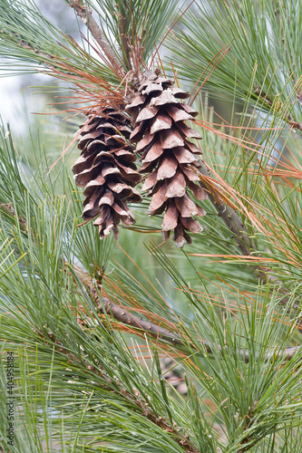 Loui Eastern white pine cones (Pinus strobus 'Louie') photo
