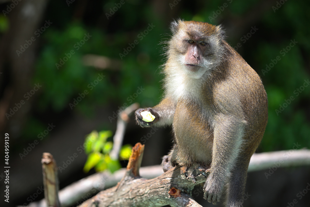 Macaque sitting on the tree, Thailand