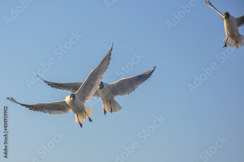 Seagulls flying in the blue sky.  selective focus. 