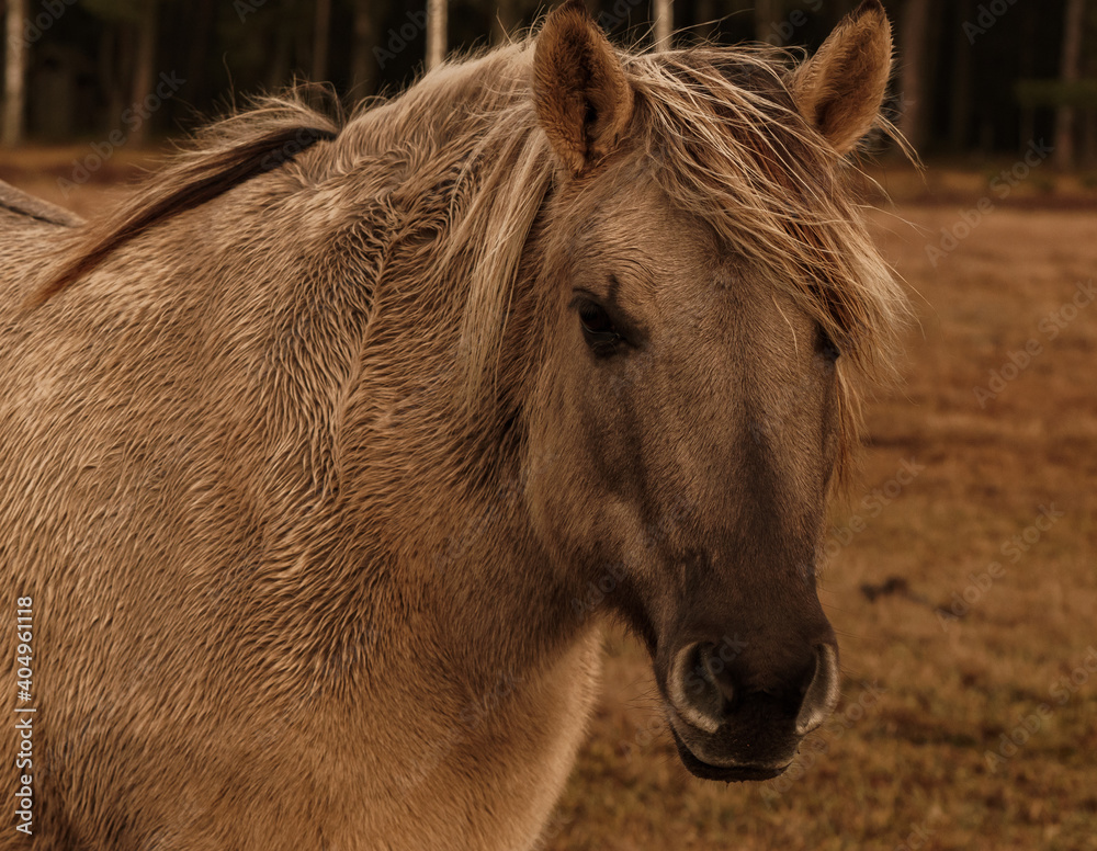 Obraz premium Wild Horses, golden hour in the nature reserve.