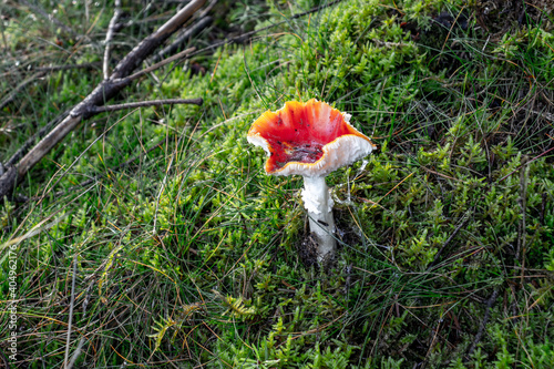 mushroom in the grass