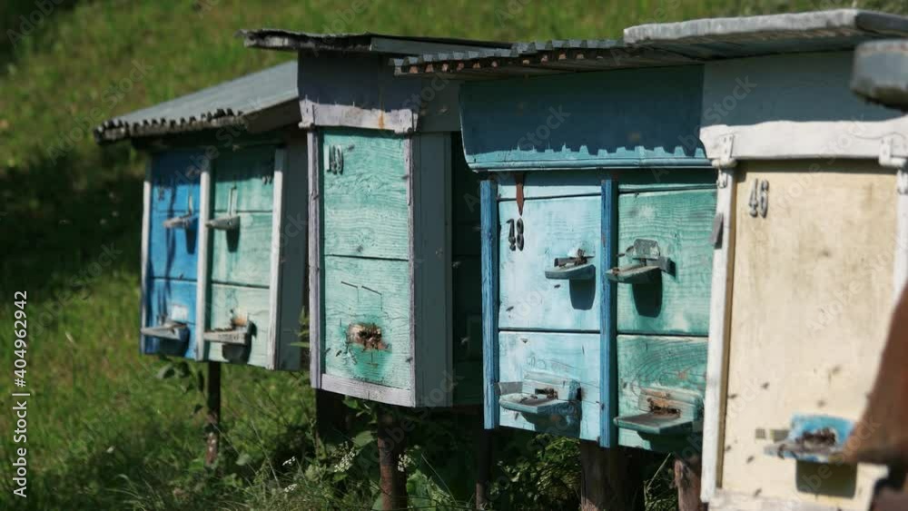 Bees flying around beehives in the garden. Healthy honey production. Bees flying around beehives in the garden. Healthy honey production.
