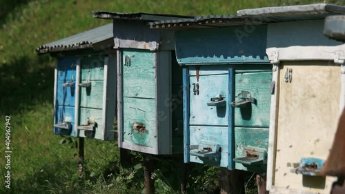 Bees flying around beehives in the garden. Healthy honey production.