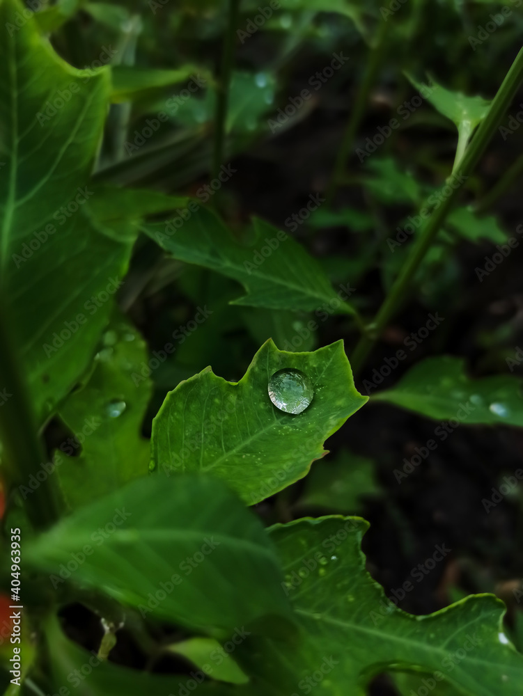 Drop of rain on a leaf Drop of rain on a leaf
