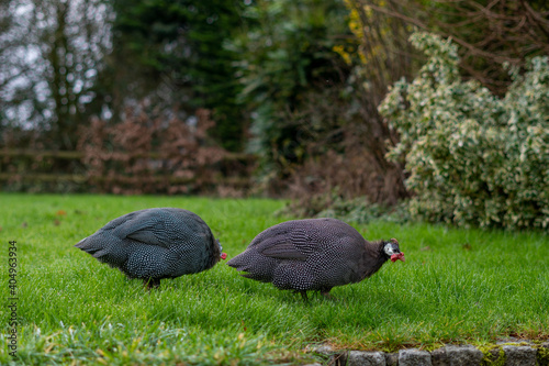 Two Guinea Fowl birds foraging for food in an English garden