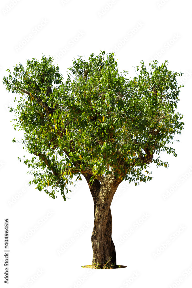 Trees isolated on white background, tropical trees isolated used for design, advertising and architecture. Trees isolated on white background, tropical trees isolated used for design, advertising and architecture.