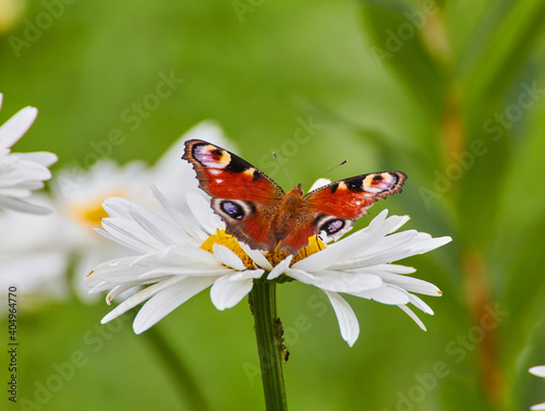 The butterfly sits on a camomile flower. while sucking honey from the flower princess.
