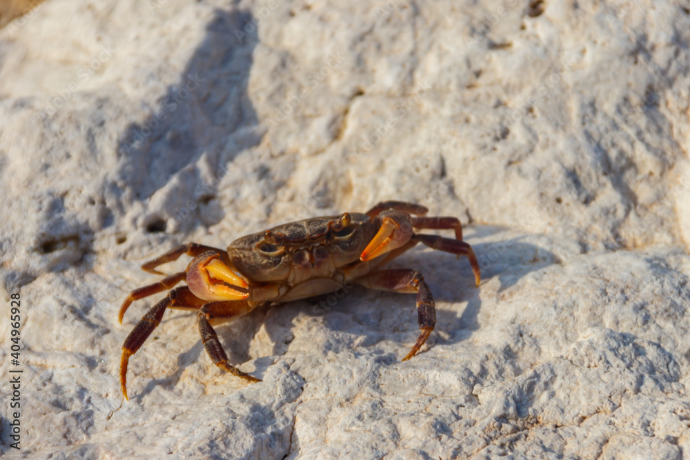 Freshwater river crab (Potamon ibericum) on stone near a mountain river Freshwater river crab (Potamon ibericum) on stone near a mountain river