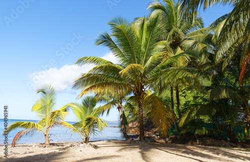 The picturesque Caribbean beach   Martinique island  French West Indies.