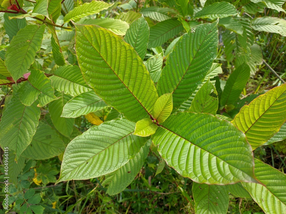kratom plants (Mitragyna speciosa) grows wild in tropical south Kalimantan kratom plants (Mitragyna speciosa) grows wild in tropical south Kalimantan