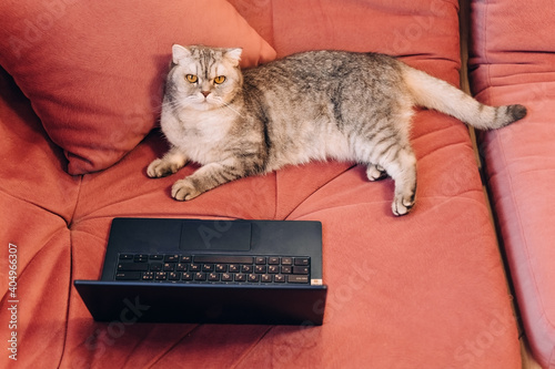 sunny morning, fluffy cat lies in a room on a pink soft sofa and looks at a laptop, concept of remote work, watching a movie, vacation and quarantine. photo