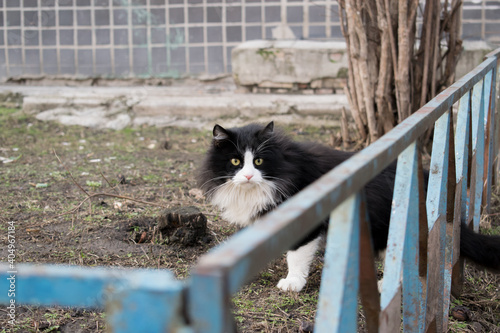 Homeless black and white cat on the background of an old building