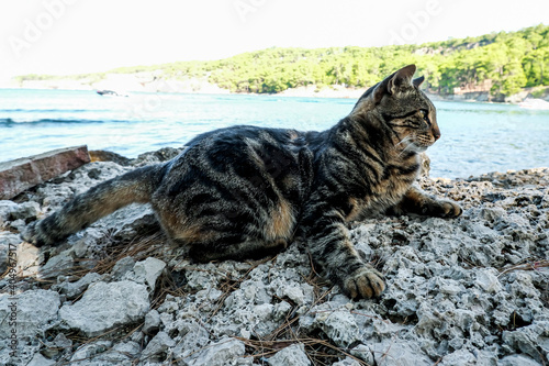 Photography beautiful tabby cat lies on the beach in the old town of Phaselis