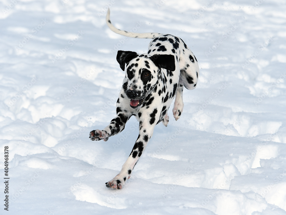 a lovely dalmatian dog in the snow a lovely dalmatian dog in the snow