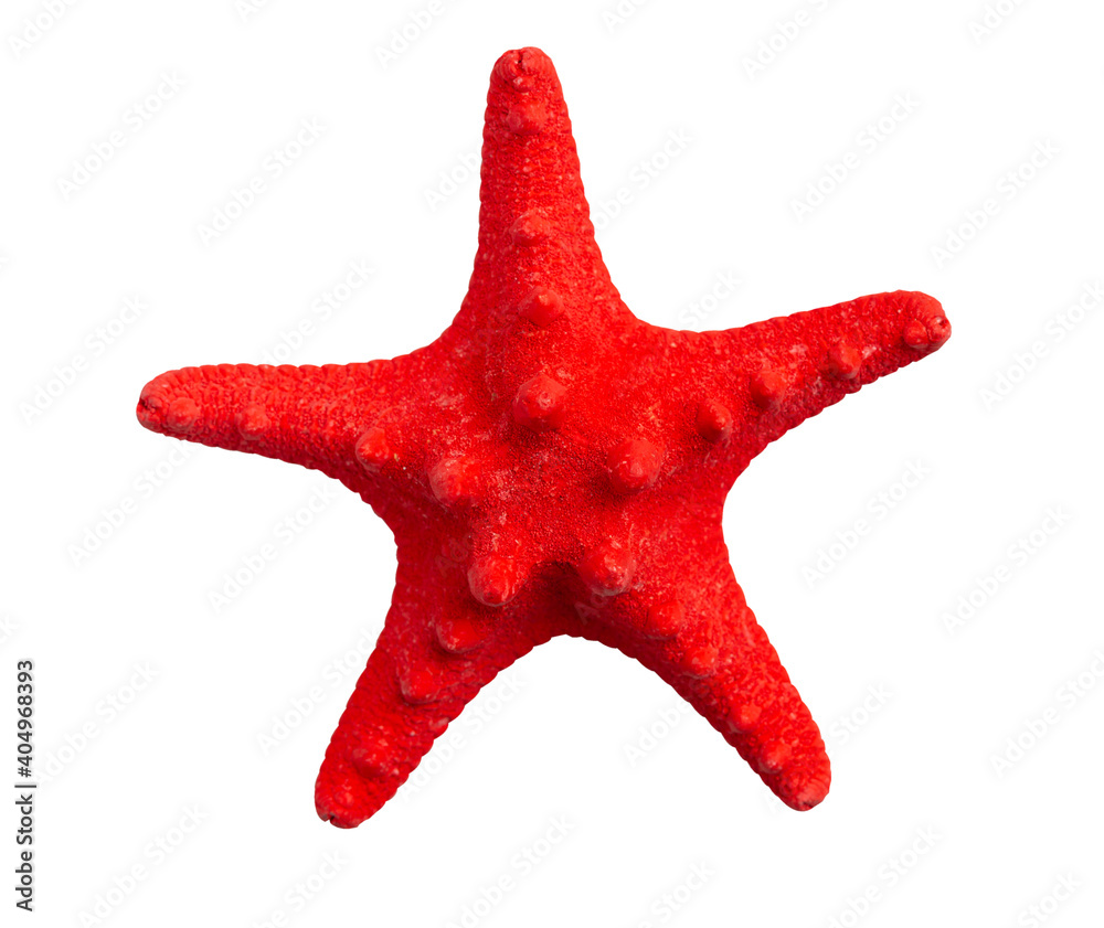 One red starfish close up isolated on white background One red starfish close up isolated on white background