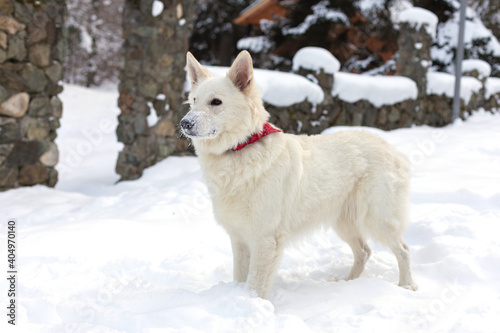 White swiss shepherd dog on the snow in the forest. Winter time. lifestyle