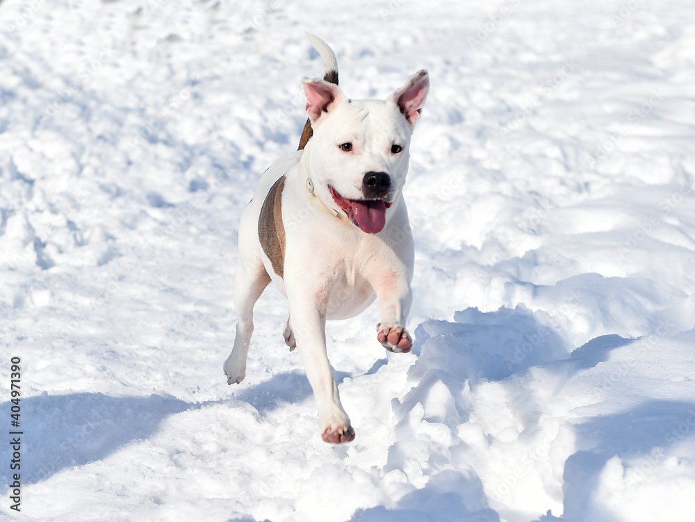 a strong pitbull in the snow