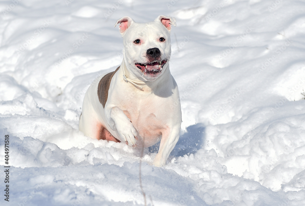a lovely pitbull in he snow