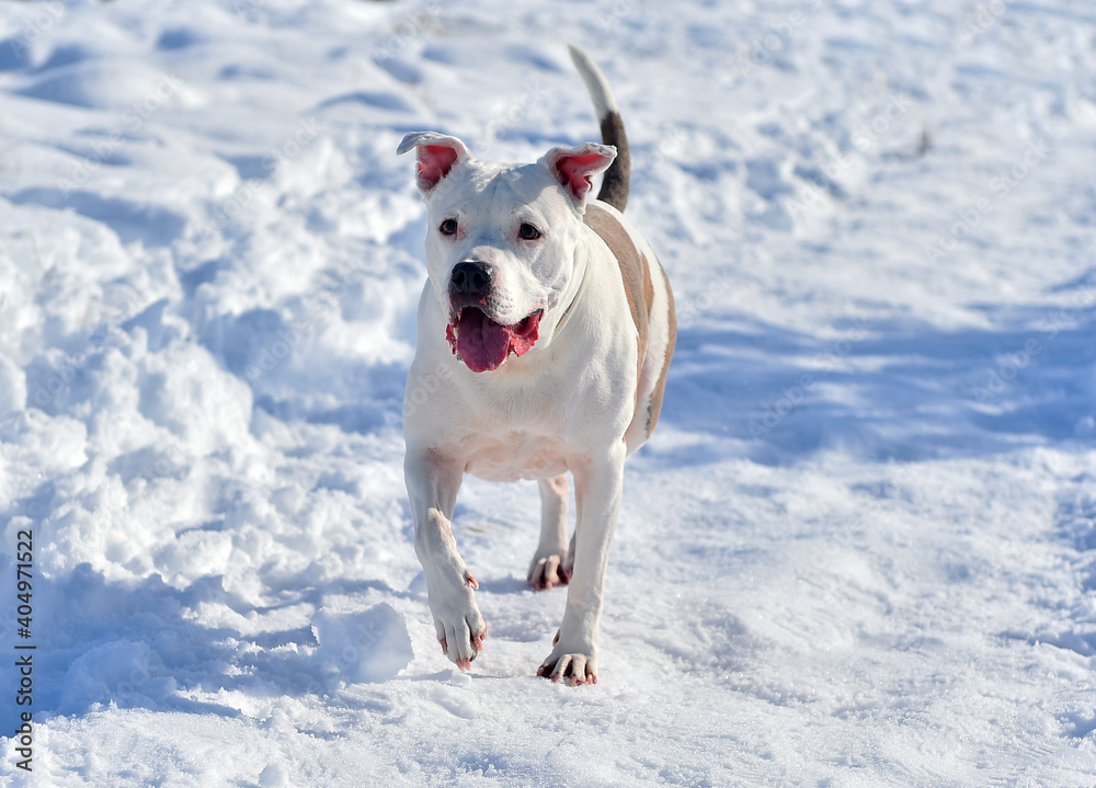 a strong pitbull in the snow