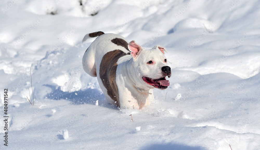 Obraz premium a lovely pitbull in he snow