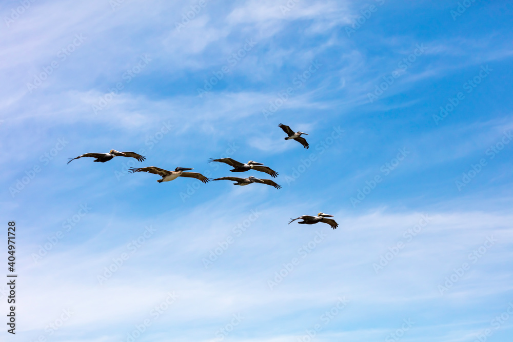 Formation of pelicans against blue cloudy sky