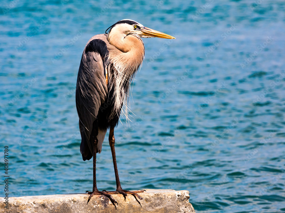 Heron perching on concrete block in background water