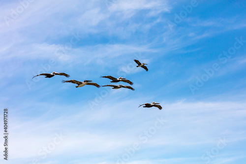 Obraz na płótnie Formation of pelicans against blue cloudy sky w salonie