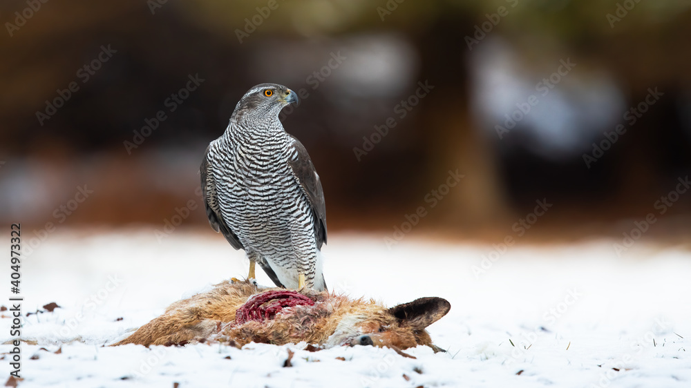 Fototapeta premium Northern goshawk, accipiter gentilis, standing on white meadow in winter. Grey raptor observing next to dead fox on snow. Striped feathered animal looking on snowy field.