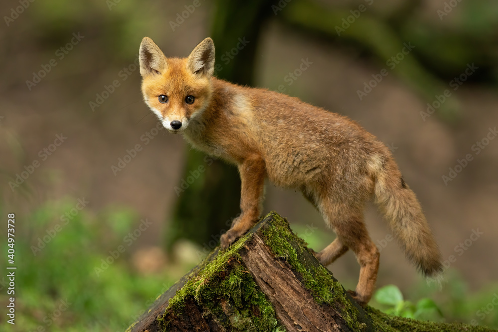 Fototapeta premium Baby red fox, vulpes vulpes, climbing on mossed stump in spring nature. Young orange mammal looking to the camera on wood. Little cub standing on trunk in woodland.