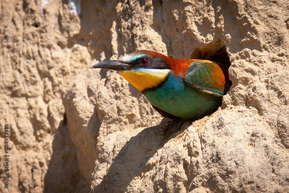 European bee-eater, merops apiaster, peeking from a nesting hole in the ground inside breeding colony. Head of a blue, yellow and brown bird with bright feathers. Animal wildlife in summer nature.